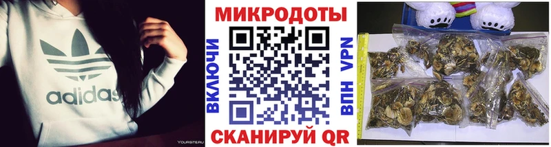 Галлюциногенные грибы Psilocybine cubensis  Купить закладки  Кизляр 